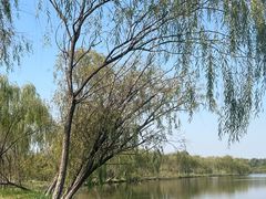 -西青郊野公园
