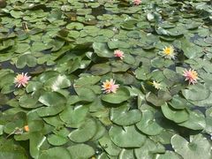 -花溪公园