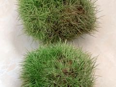 -青岛市本溪路农贸市场