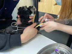 -伟伟宠物医院·CT影像中心·瑞派犬猫综合性门诊(汉口总院)