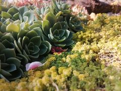 -木王宴语·野生鲜菌火锅(玉河店)