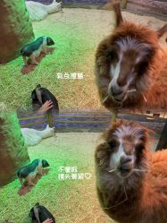 -Zoolung Zoolung动物主题公园(海信广场店)