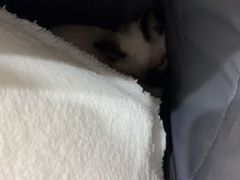 -爪爪喵星球·猫舍(卓悦中心店)