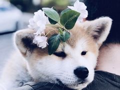 -柴犬高等学院·狗咖·柴犬售卖·宠物训练