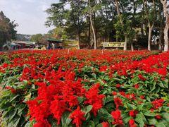 -松山湖梦幻百花洲