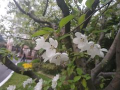 -复旦大学光华楼