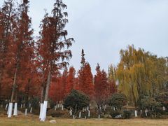 -习家池