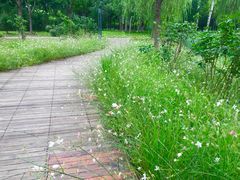 -莲花池公园