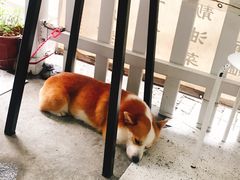 -小梁哥云吞面(黄贝岭店)