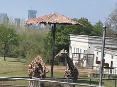 -合肥野生动物园