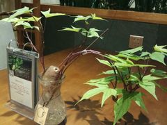 -十二舍·湯物素煮(江泰潤政店)