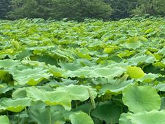 -良渚古城遗址公园