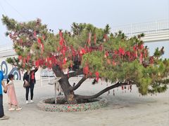 -北戴河碧螺塔海上酒吧公园