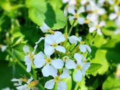 -南汇桃花村