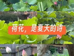 -莲湖公园