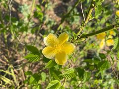 -永定河休闲森林公园