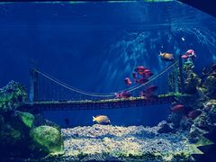 -太平洋海底世界