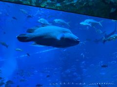 -亚特兰蒂斯•OSSIANO奥西亚诺海底餐厅