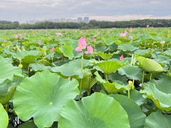 -荷塘月色湿地公园·向阳花洲