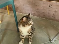 -喵屿·大理花园猫咖