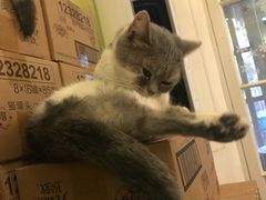 -猫色咖啡·猫咖