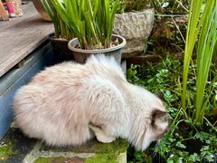 -谷咖啡·鲜花绿植花园餐厅