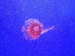 -上海海洋水族馆