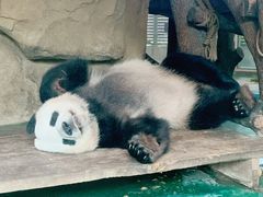 -成都动物园