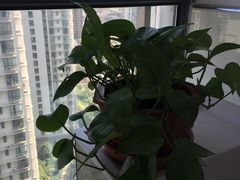 -新湖明珠城