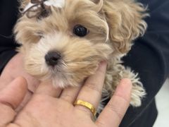 -翊宠yipet猫狗购宠庄园犬舍•猫舍