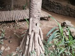-呀路古热带植物园