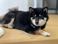 -柴务处·柴犬主题狗咖
