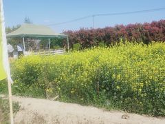 -小鱼草莓采摘园农家乐·小鱼餐厅