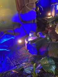 -恐龙探索乐园(磁器口店)