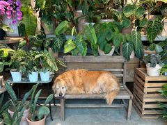 -自由生长植物工作室(深港花卉中心店)