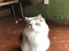 -猫猫幼稚园·撸猫·桌游·电玩