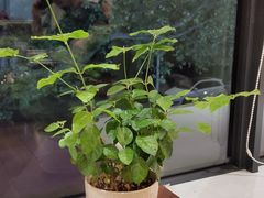 -玉兰苑一等茶餐厅