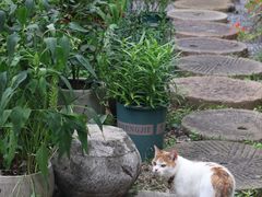 -谷咖啡·鲜花绿植花园餐厅