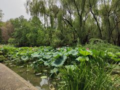 -洛阳市隋唐城遗址植物园