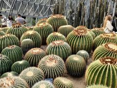 -深圳仙湖植物园
