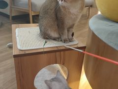 -滚猫咖啡·猫咖·猫友好撸猫(未来城店)
