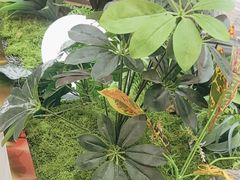 -火啫啫·粤式啫啫煲(南京弘阳店)