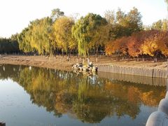 -大兴滨河森林公园