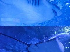 -上海海洋水族馆