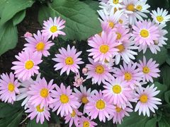-松山湖梦幻百花洲