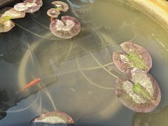 -龙华素斋(龙华路店)