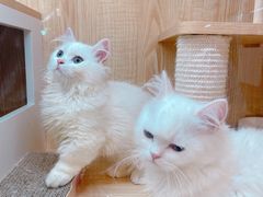 -山宅一喵德文卷毛猫舍