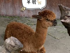 -深圳野生动物园