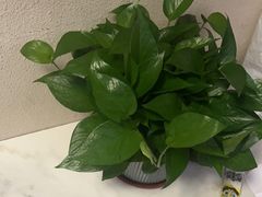 -张钰强中医正骨推拿连锁(华发商都店)