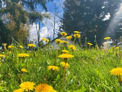 -Steveston Pizza Company (Richmond)